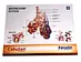 Respiratory system poster